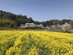 菜の花